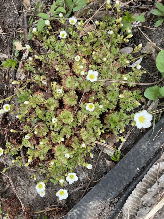 Wielosił,Miodunki byliny wieloletnie