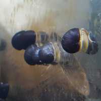 Ślimak Military Helmet - Filopaludina sp. ślimaki na glony