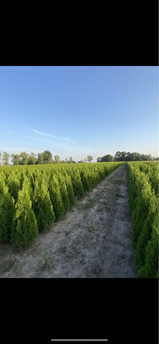 Tuja Szmaragd 140-150cm DOSTAWA ‼️ PRODUCENT (100/110/120/130/160)