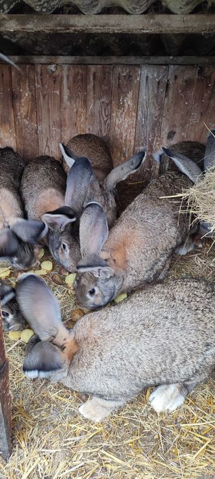 Sprzedam króliki olbrzym belgijski