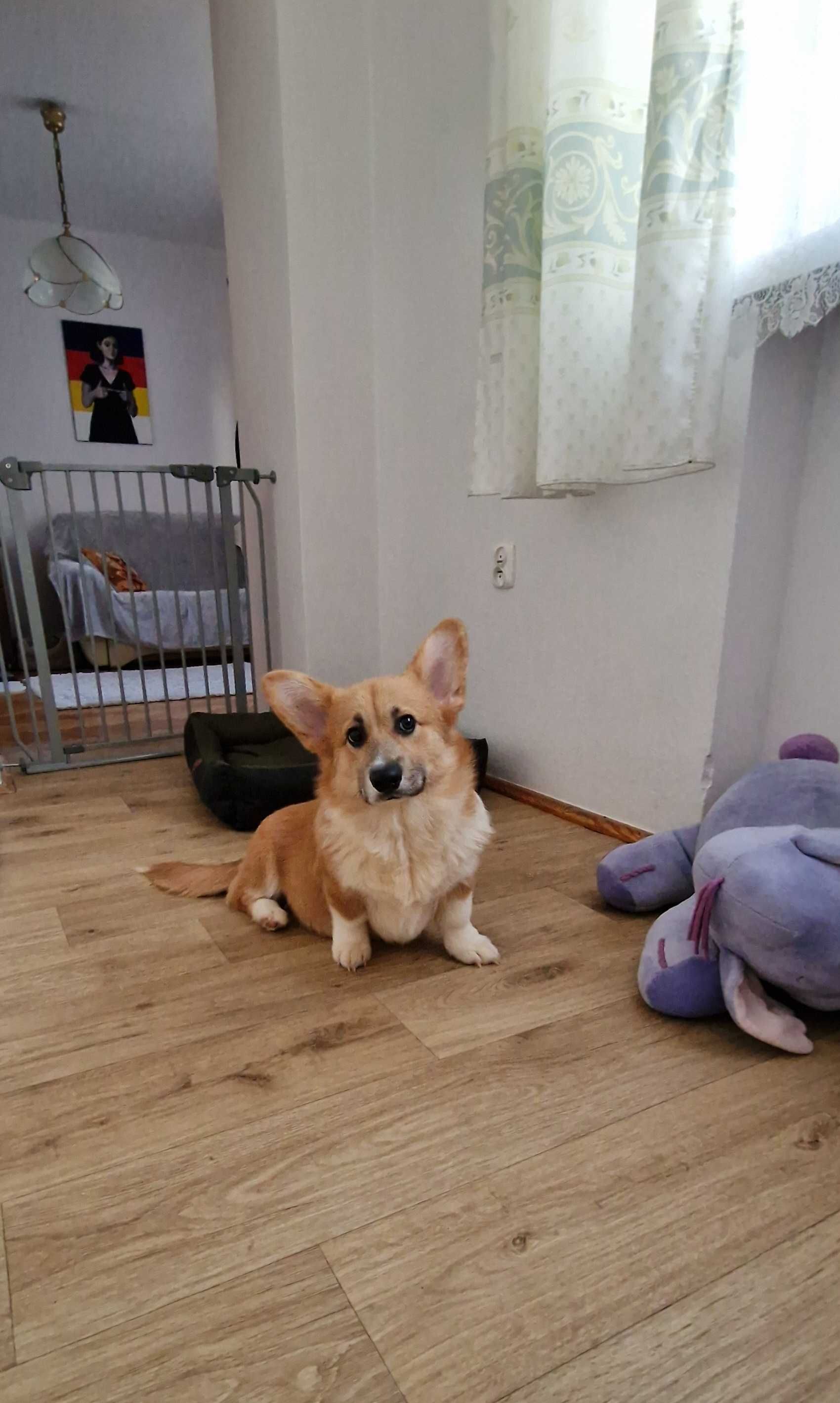 Welsh Corgi Pembroke,  piesek z długim ogonkiem
