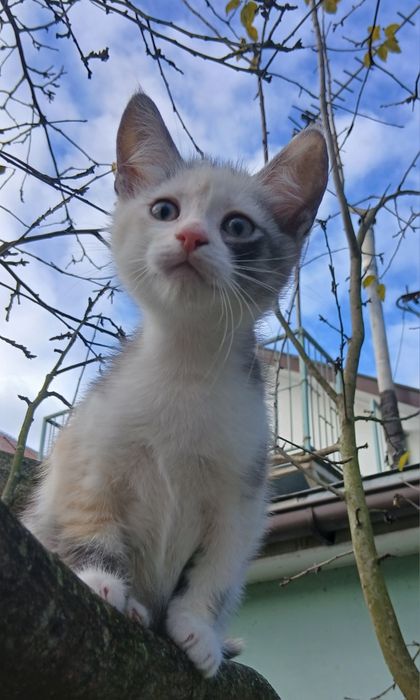 Кошеня кішка триколірна