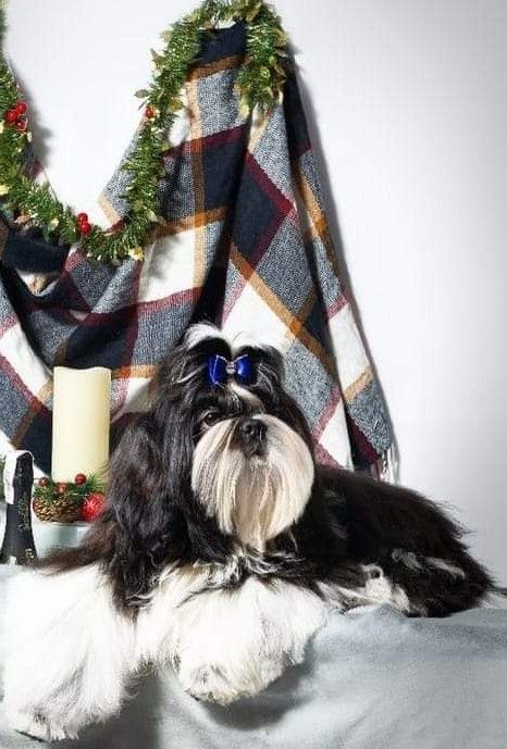 В'язка ши тцу молодий кобель