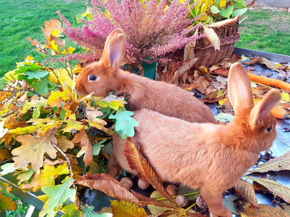 Królik / króliki Nowozelandzki Czerwony - NC !