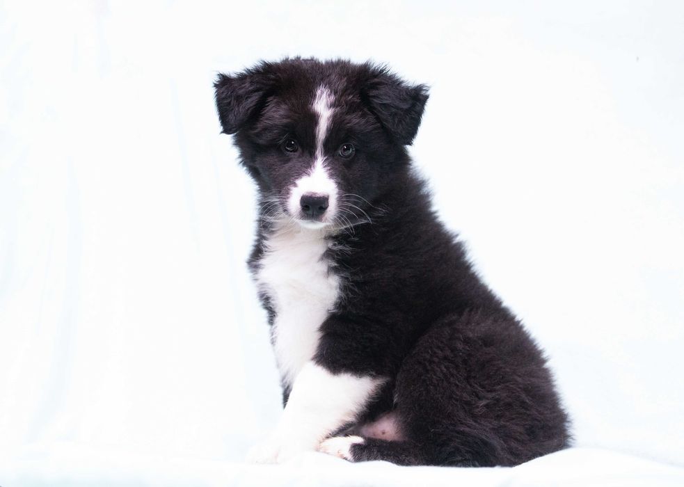 Owczarek australijski merle suczka ZKwP FCI