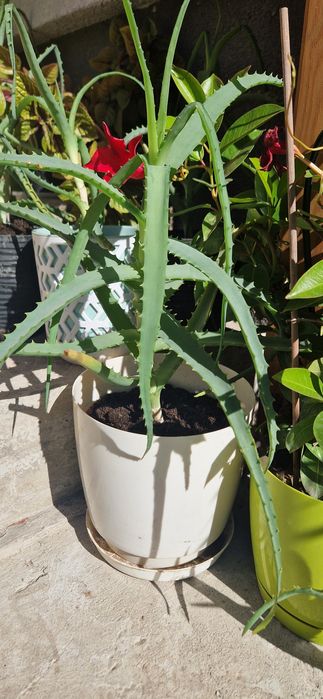 Kwiat Aloes w doniczce