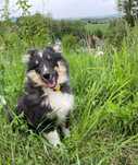 owczarek szetlandzki, sheltie, shetland sheepdog, piesek, ZKwP, FCI