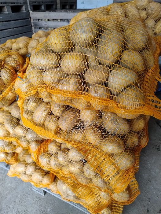 Ziemniaki jadalne i paszowe Soraya Verbena