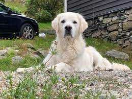 golden retriever