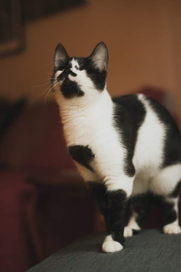 Tove szuka domu niewidoma kotka kot czarno-biały adopcja do adopcji