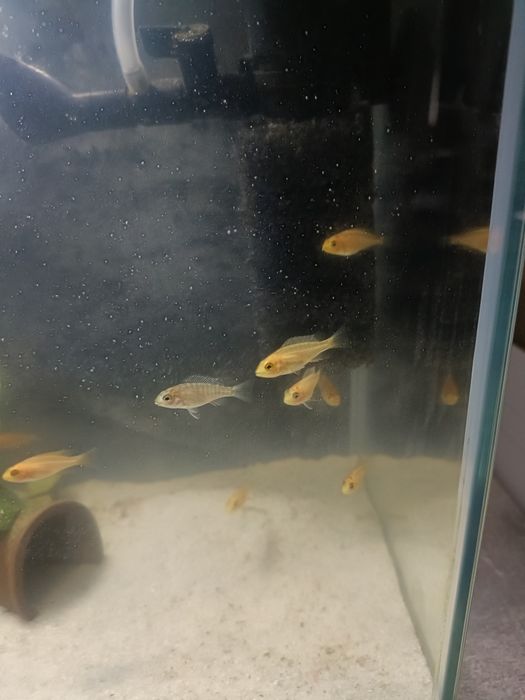 Pyszczaki Aulonocara sp. Fire fish młode 2cm