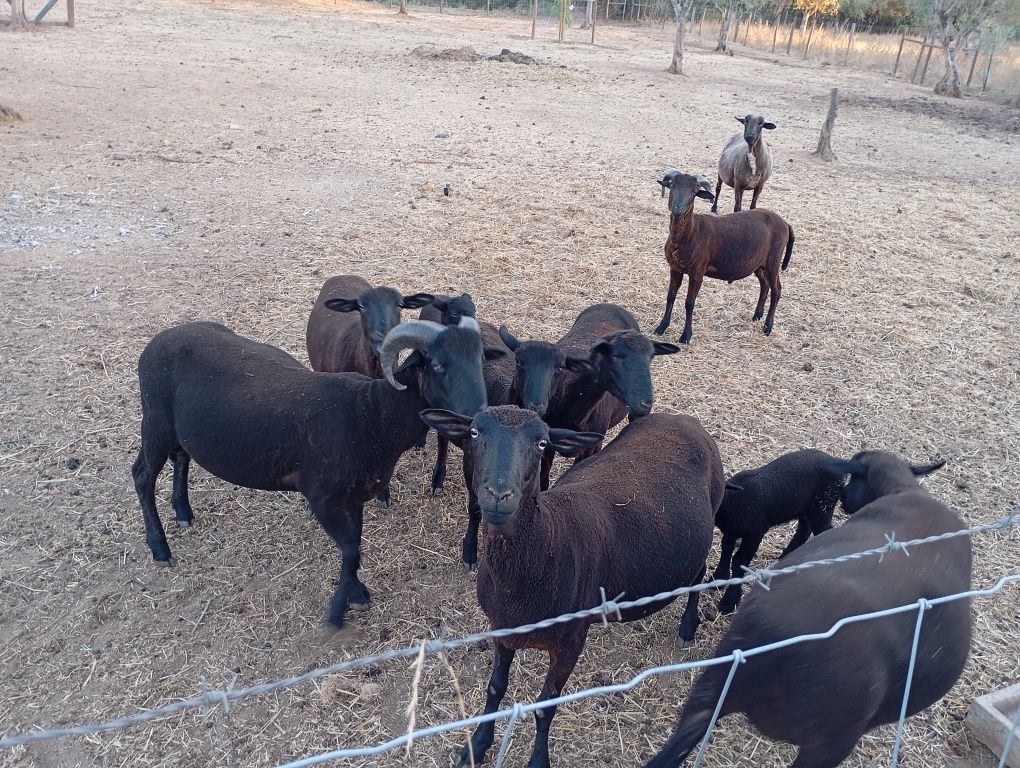 Vendo 3 Borregas de raça Merino mais 1 Borrego