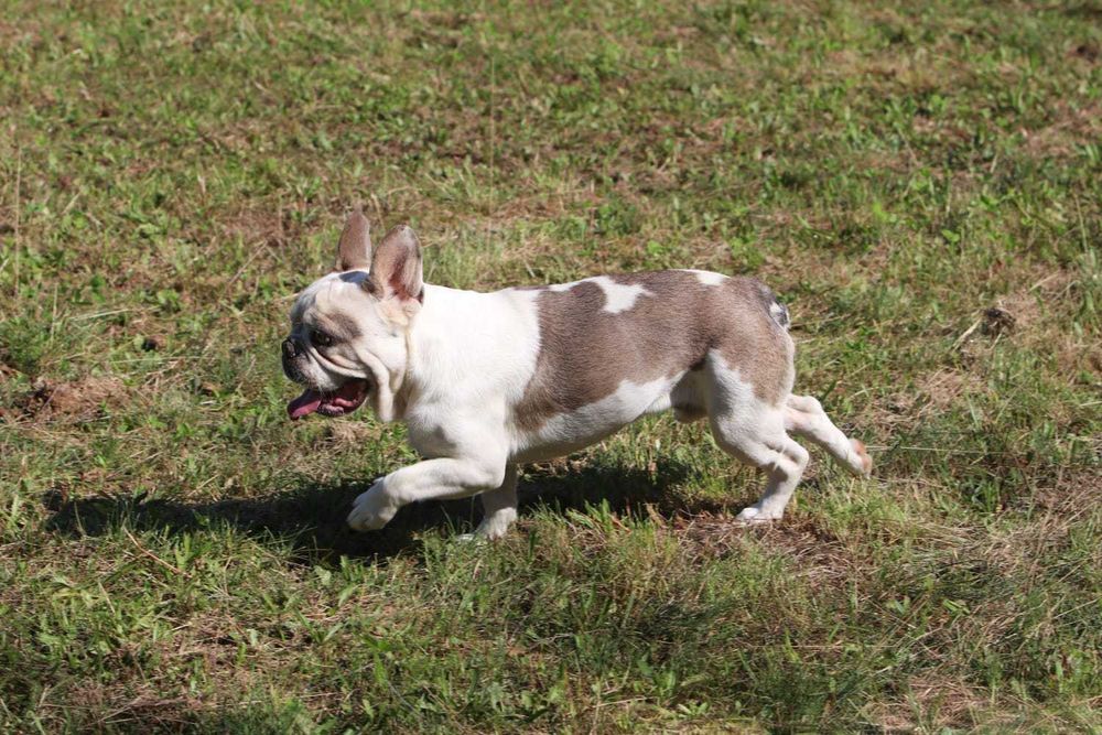 Samiec Buldog Francuski 1 rok