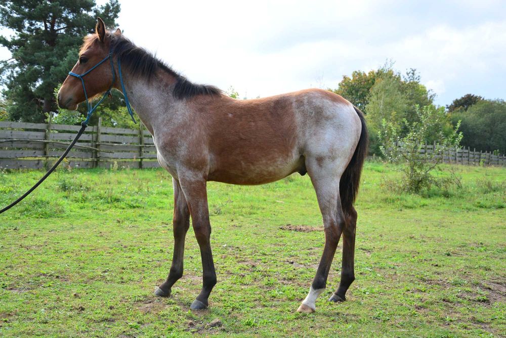 APH, AQH DERESZOWATY, Odsadek, Źrebak, koń, 3/4 AQH, quarter horse, pa