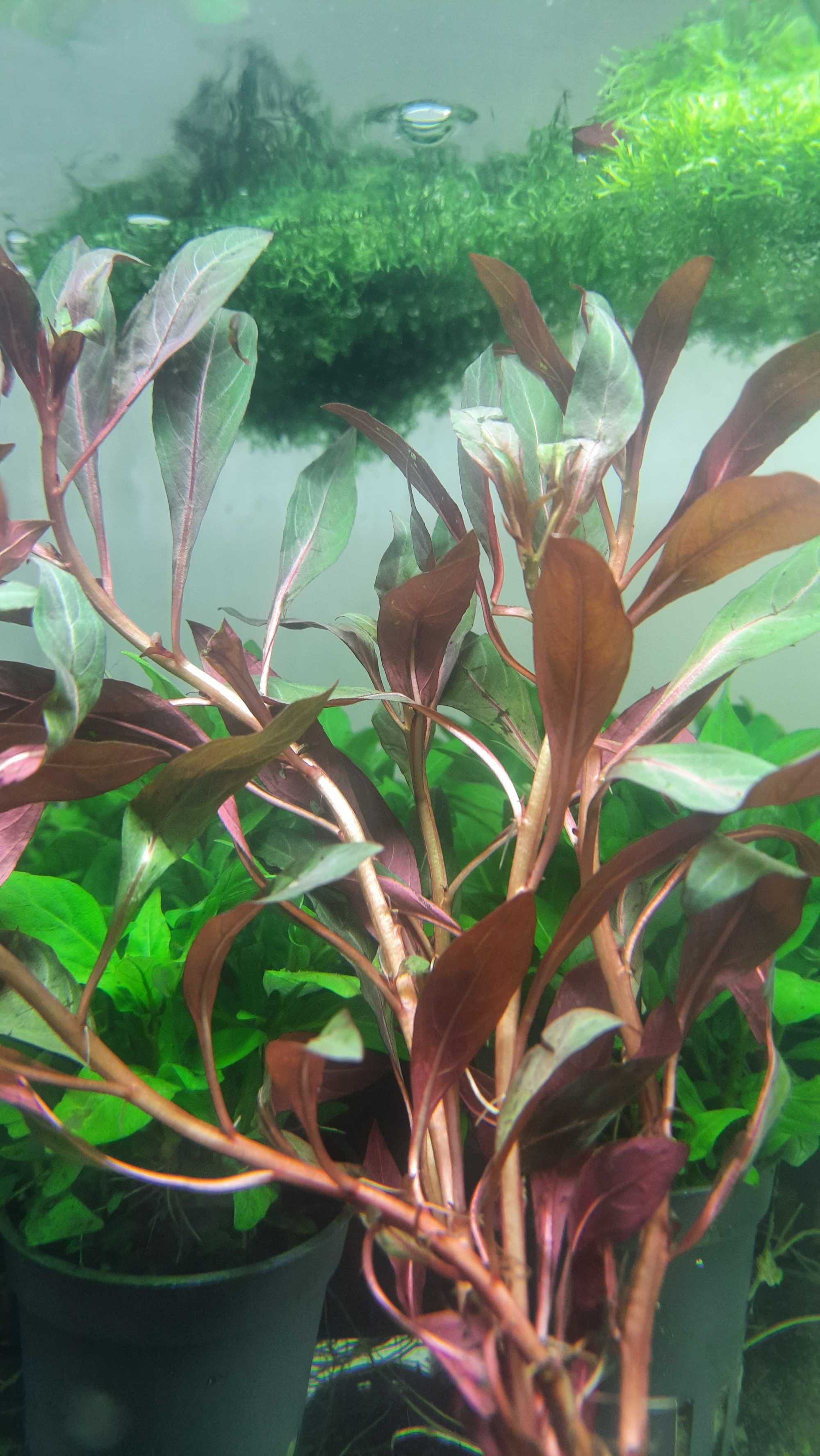 Ludwigia Glandulosa