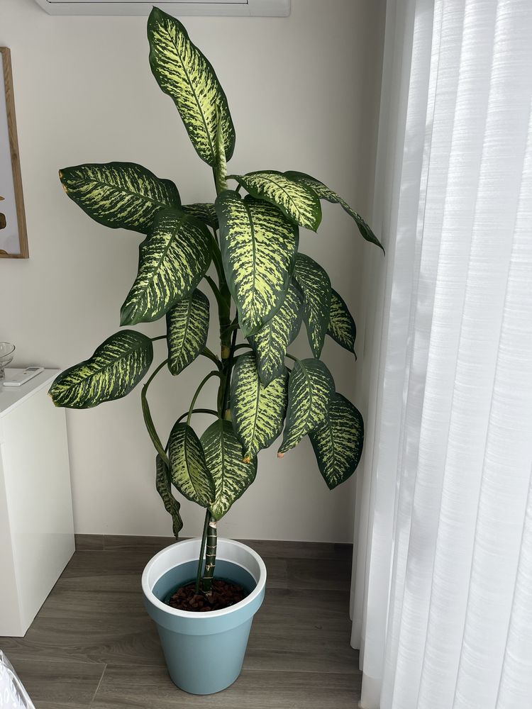 Planta de interior