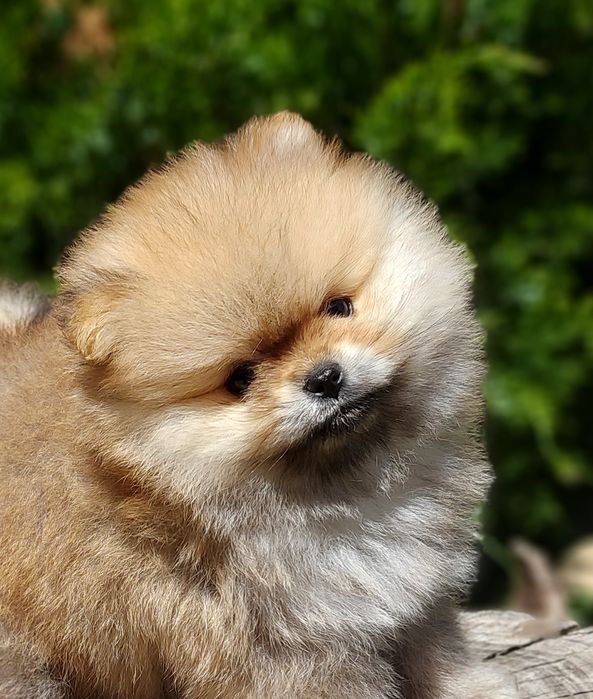 Очаровательная  девочка и мальчик померанского шпица