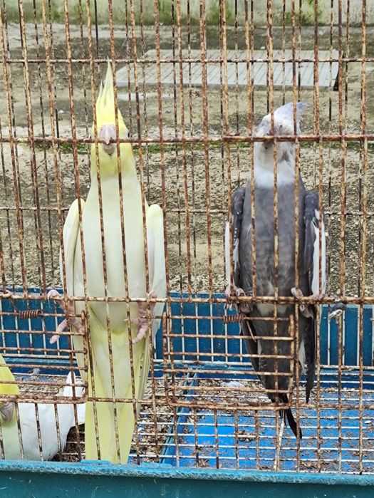 Vendo caturras com 6 meses.