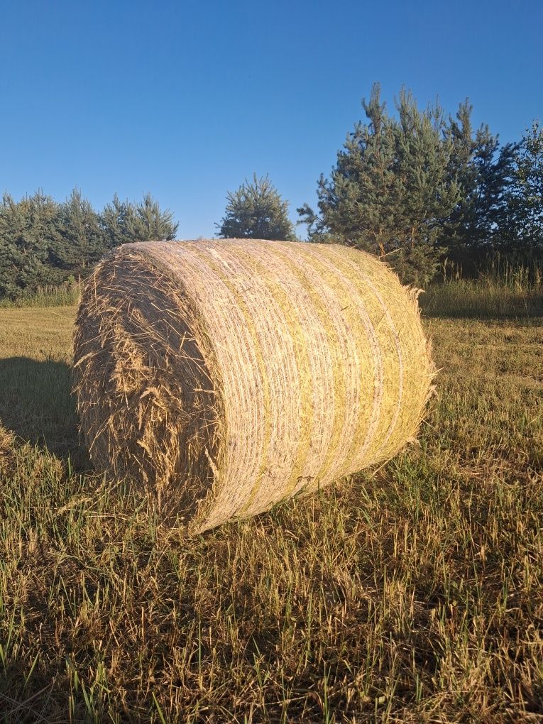 Siano w kostkach lub w balach  pierwszy pokos  tegoroczne transport