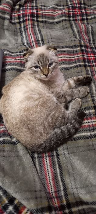 Продаю ласкаеого котика в люблячу родину