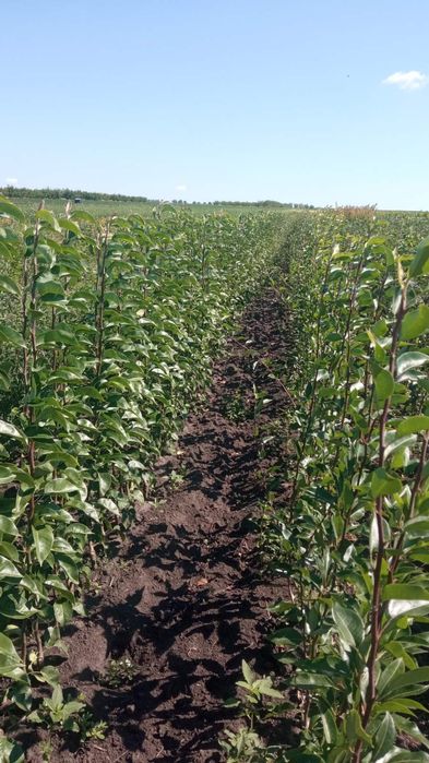 Саджанці плодових дерев. Купити саджанці