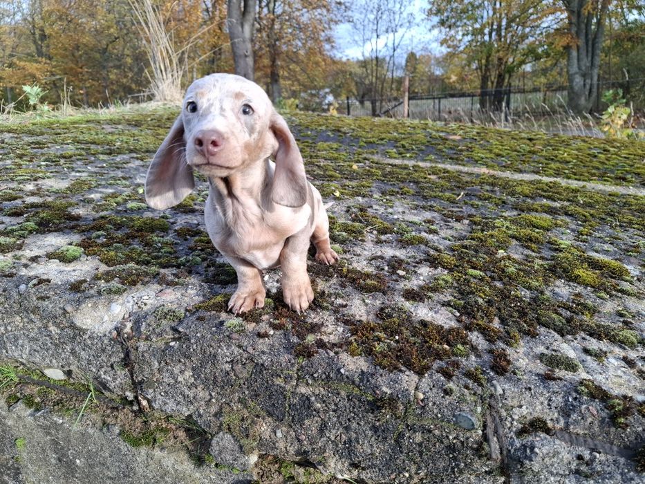 jamnik miniaturowy piesek