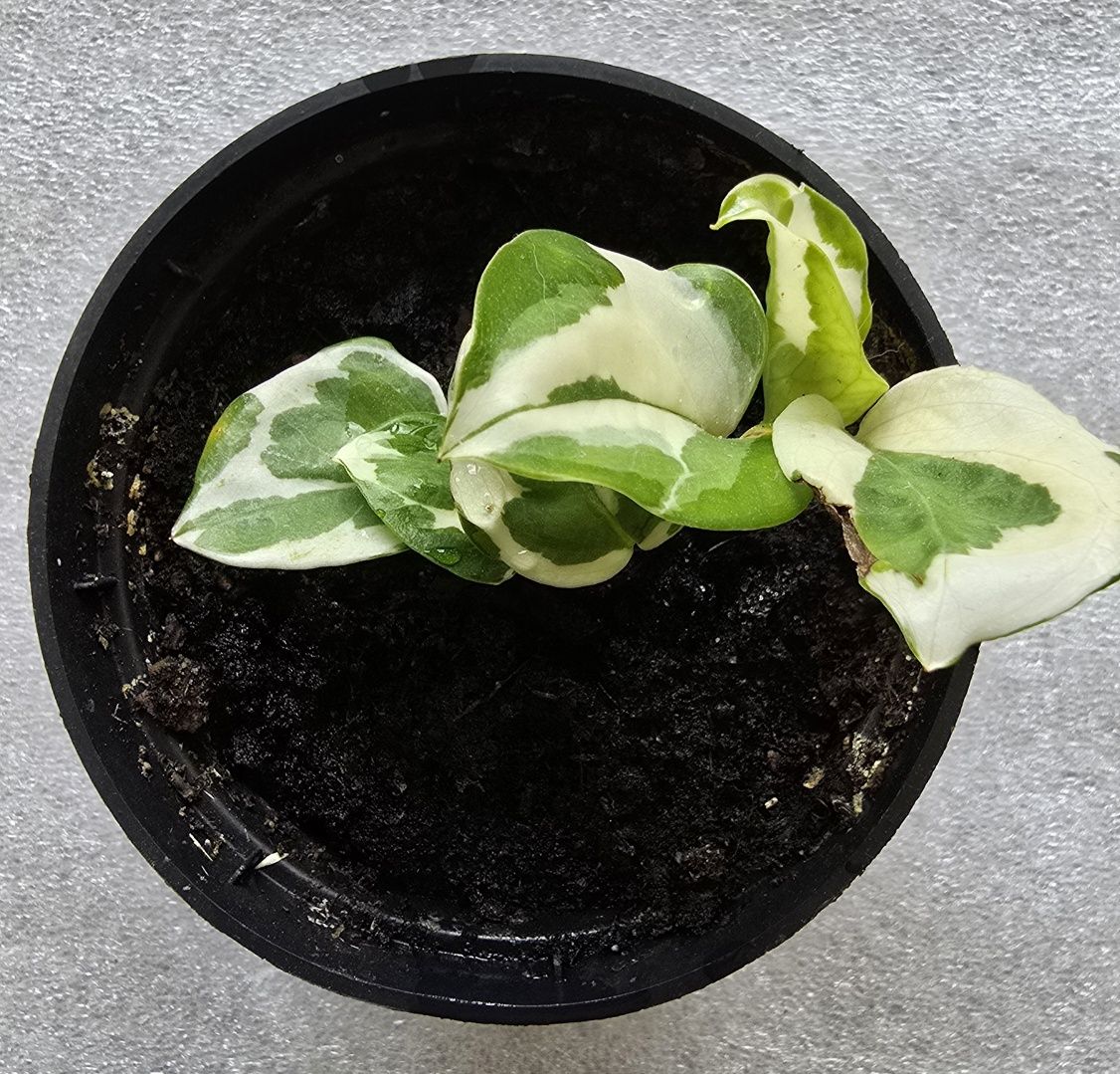 Epipremnum N'joy aureum epi