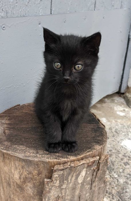 Кошенята, котики, цікава суміш британця, два місяці