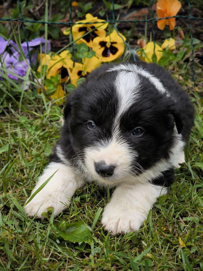 Border collie ZKWP FCI piesek