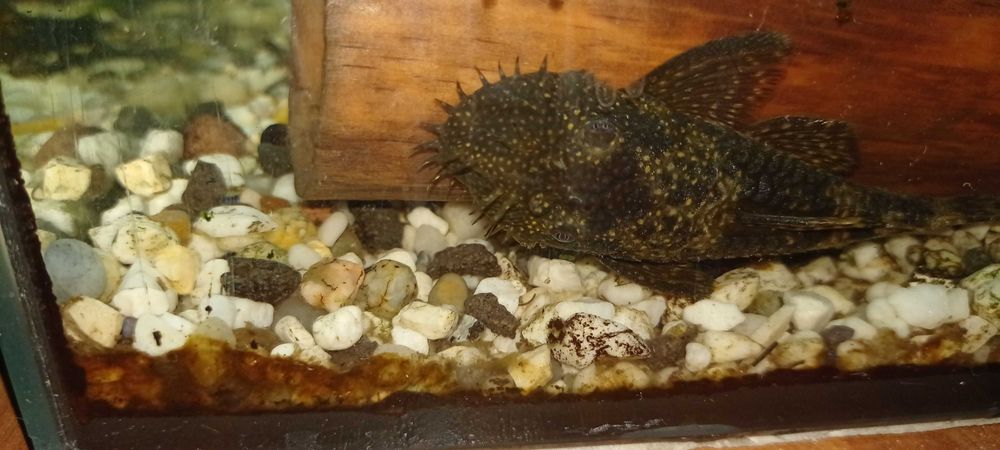 2 samiece zbrojnika niebieskiego i samica