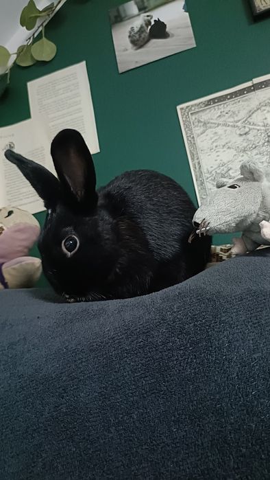 Królik miniaturka czarny