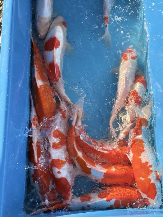 Karp koi duży do oczek wodnych