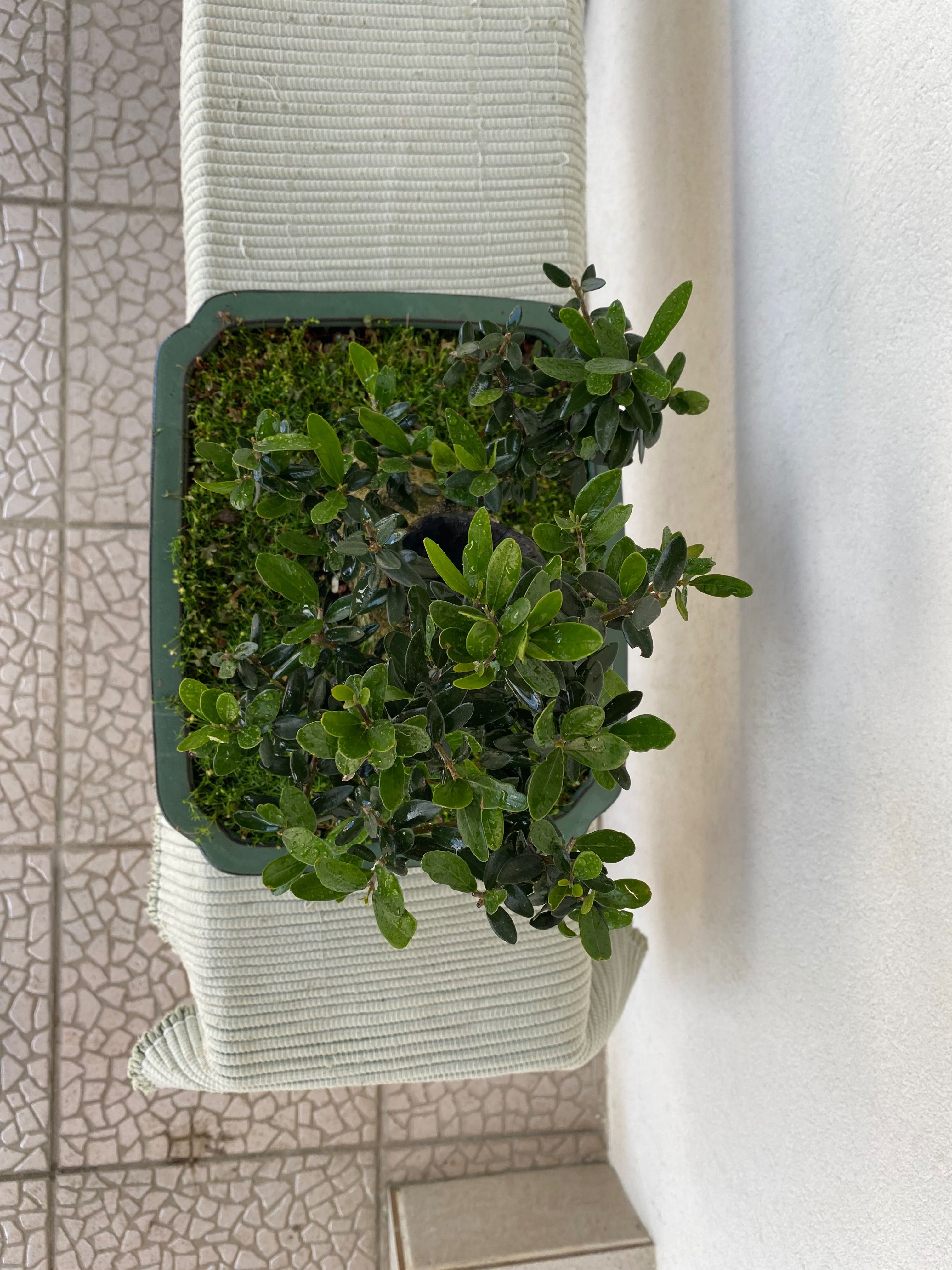 Bonsai de Oliveira