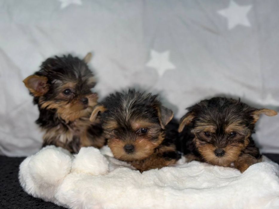 Маленькі клубочки