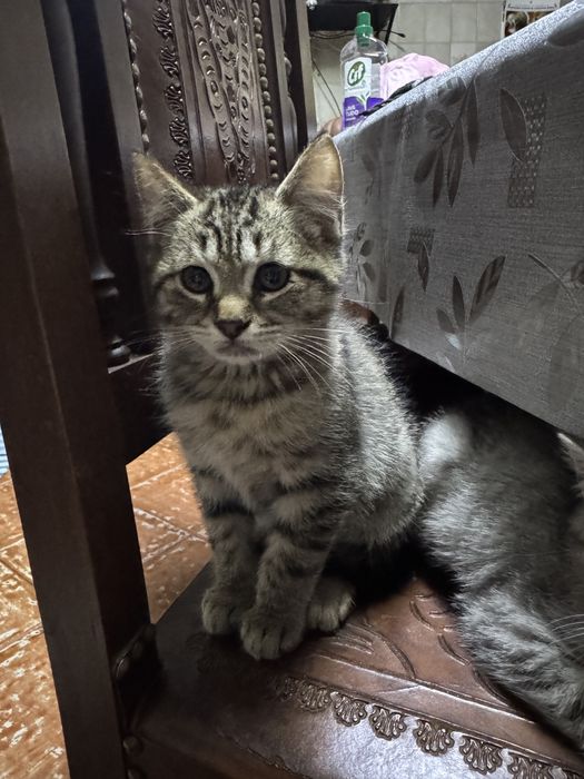 Gatinhos para adoção