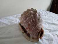 Cypraecassis Rufa  - Carapaça de caracol marinho - 6 polegadas