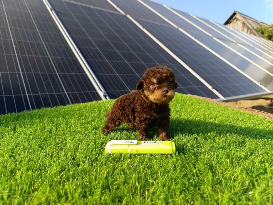 Мальтіпу F2.  Дівчинка.