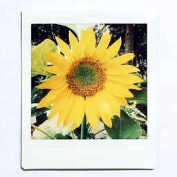 Instax SQ10 aparat natychmiastowy rzadki model