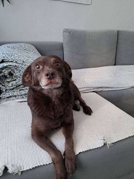 Szukamy kochającego domu dla ok 3 letniego Bobika