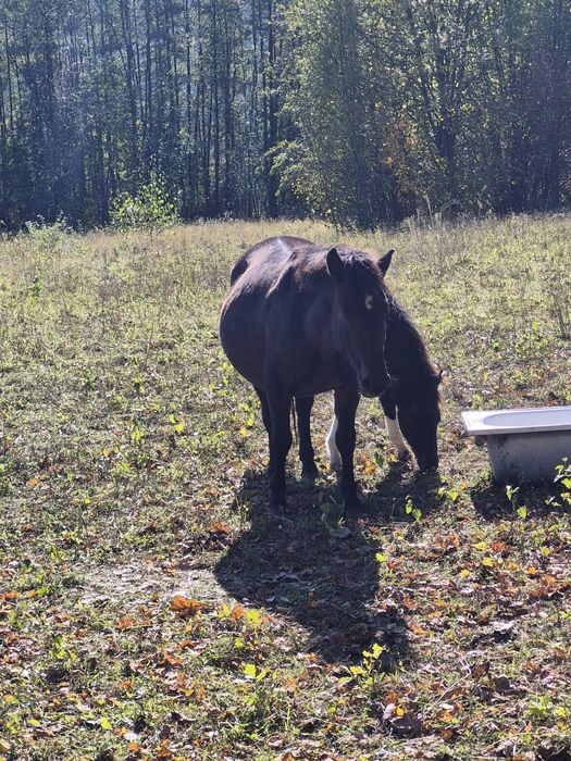 Sprzedam klacz huculska z licencją