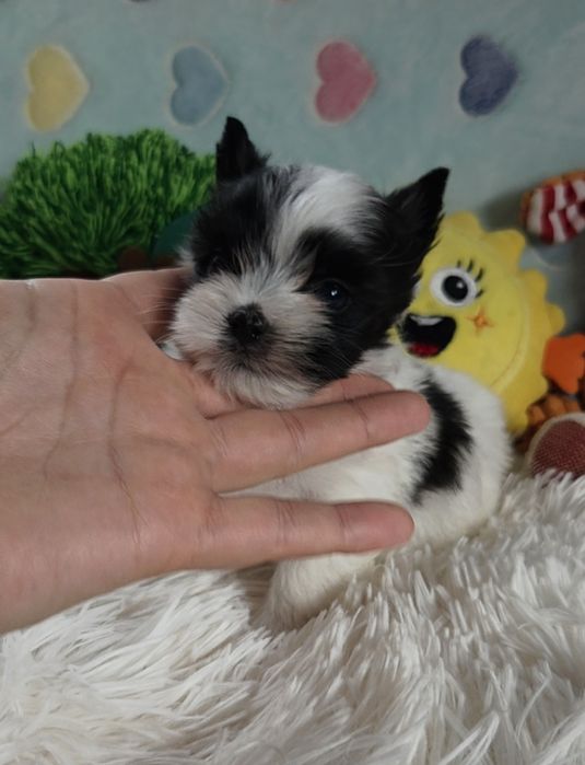 Maleńki piesek Yorkshire Terrier Black and White.