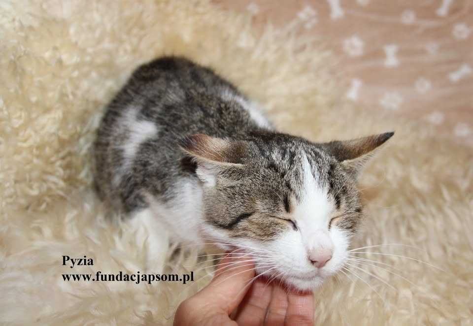 Pyzia, mała koteczka