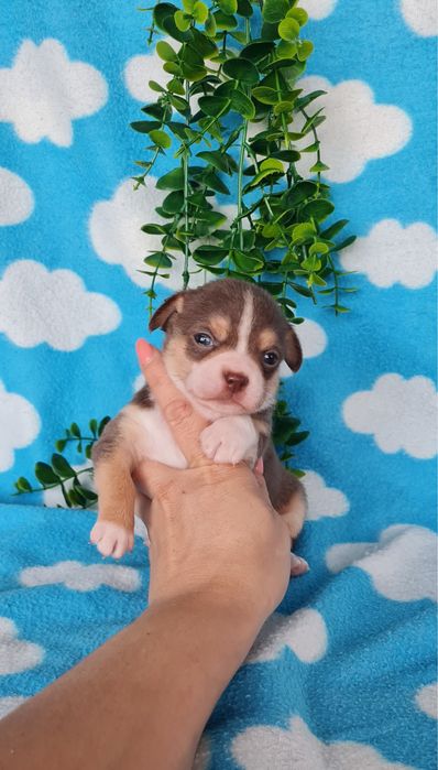 Excecional mini menino Chihuahua/Chiuaua de Qualidade,LinhagemRussa