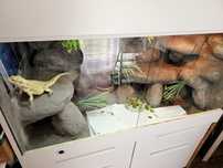 Terrarium z agama