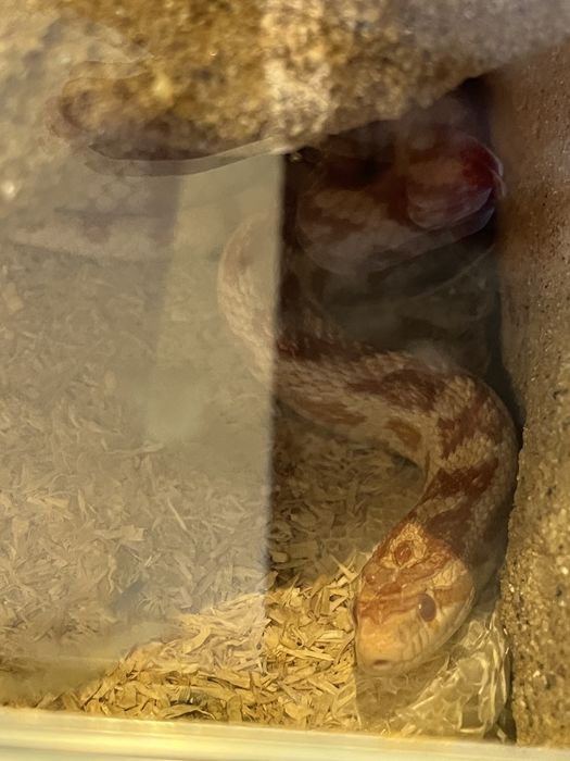 Sprzedam węża zbożowego, samice, razem z terrarium
