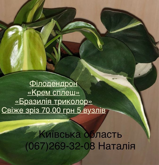 Філодендрон види