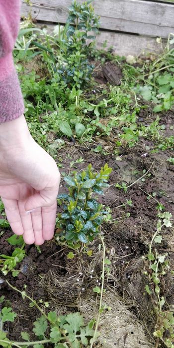 Продам Самшит в наличии много Растений