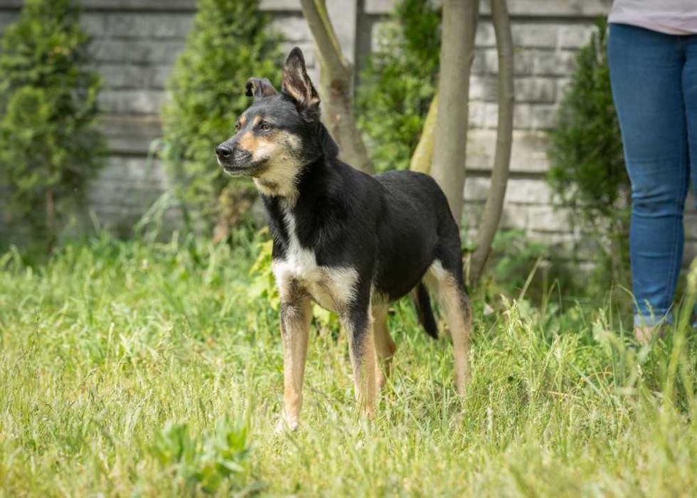 Bax przyjazny psiak w schronisku bez wolontariatu
