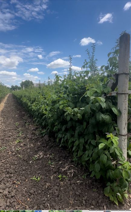 Малина саджанці Мопема Маровілла Феномен