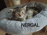 Mefisto Nergal i Behemot - urocze